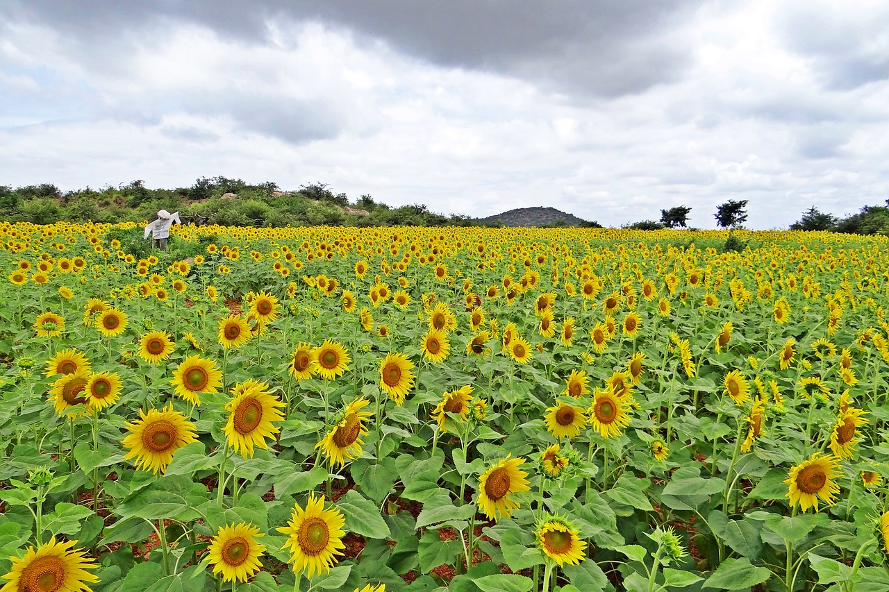 Saulėgrąžos, Karnataka, Indija, Geltona, Saulėgrąžos, Žemdirbystė, Flora, Žalias, Laukas, Dangus