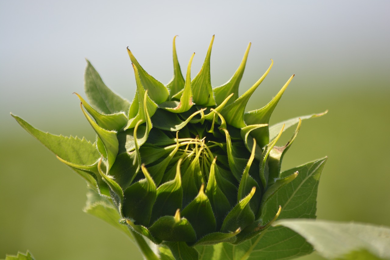 Saulėgrąžos, Flora, Gėlių Pumpurai, Nemokamos Nuotraukos,  Nemokama Licenzija