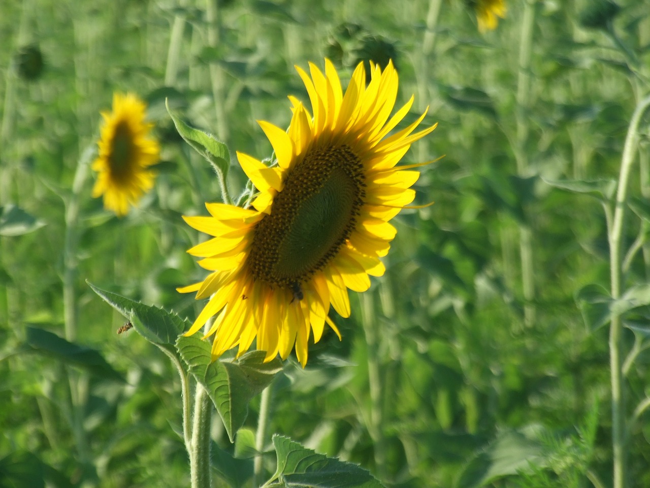 Saulėgrąžos, Saulėgrąžos, Gėlės, Vasara, Geltona, Saulėgrąžų Laukas, Flora, Žemdirbystė, Augalai, Nemokamos Nuotraukos