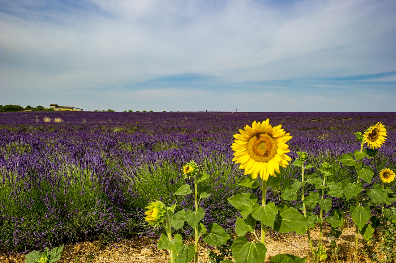 Saulėgrąžos, Provence, Kraštovaizdis, Levanda, Nemokamos Nuotraukos,  Nemokama Licenzija