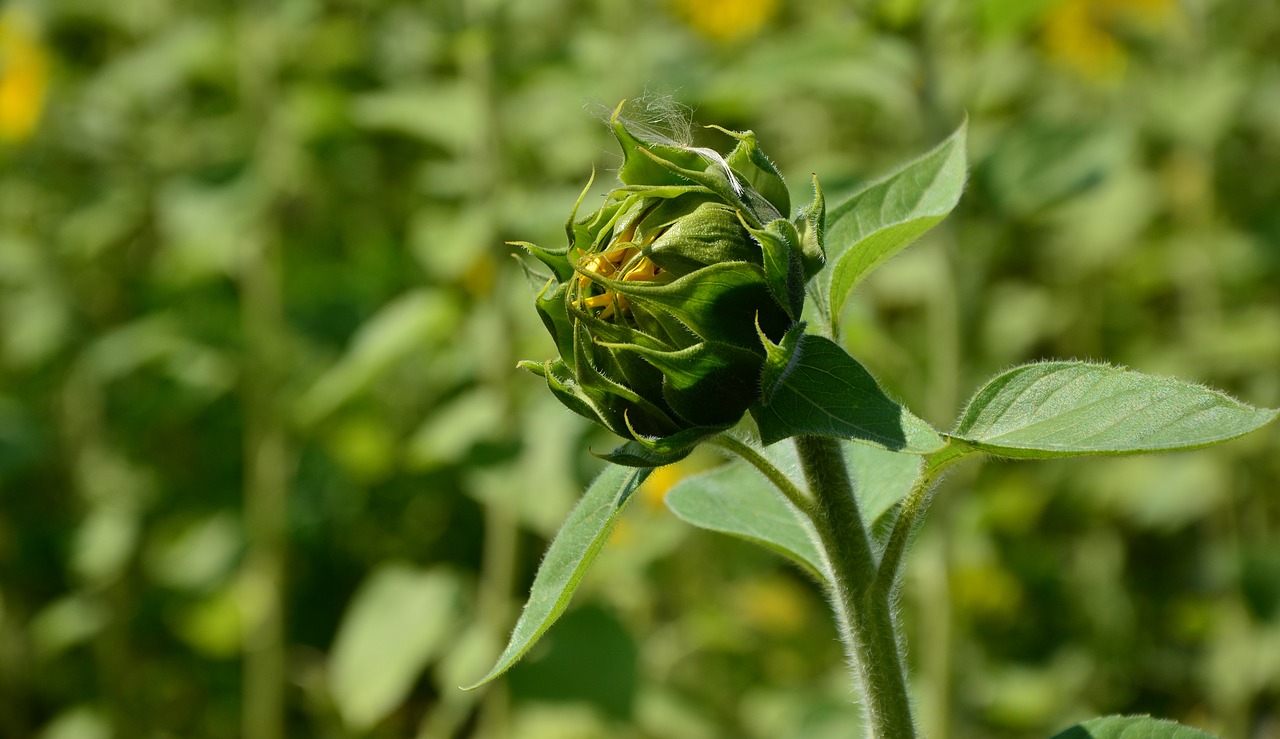 Saulėgrąžos, Budas, Gėlės, Saulėgrąžų Laukas, Geltona, Vasara, Geltona Gėlė, Helianthus Annuus, Žiedas, Žydėti