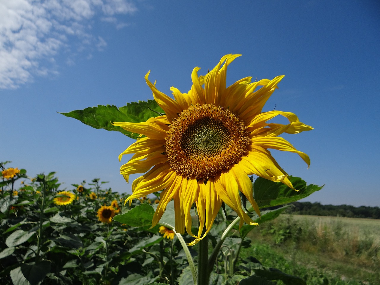 Sunflower plant. Подсолнух. Поле подсолнечника. Поле с подсолнухами. Урожай подсолнуха.