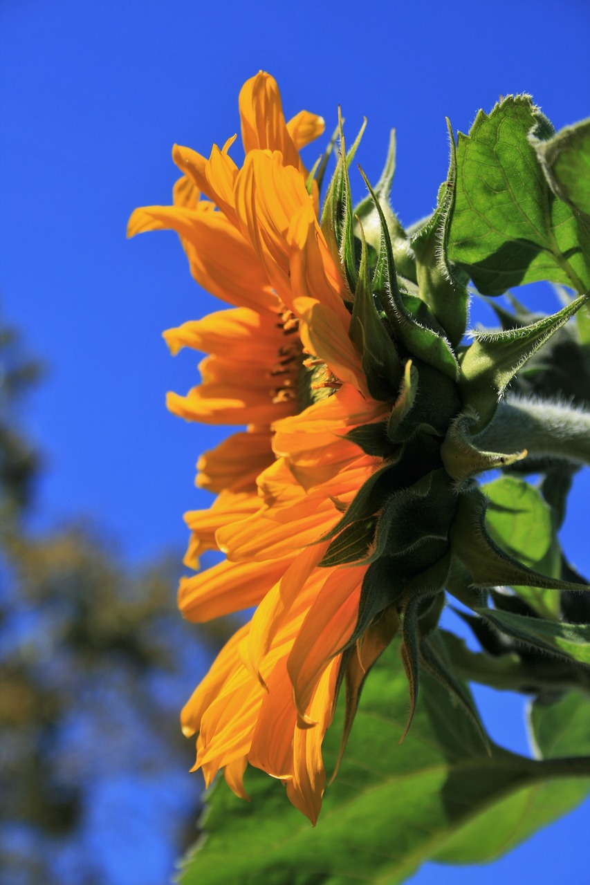 Saulėgrąžos, Gėlė, Gėlių, Wildflower, Augalas, Natūralus, Žiedas, Žydėti, Žiedlapis, Botanikos