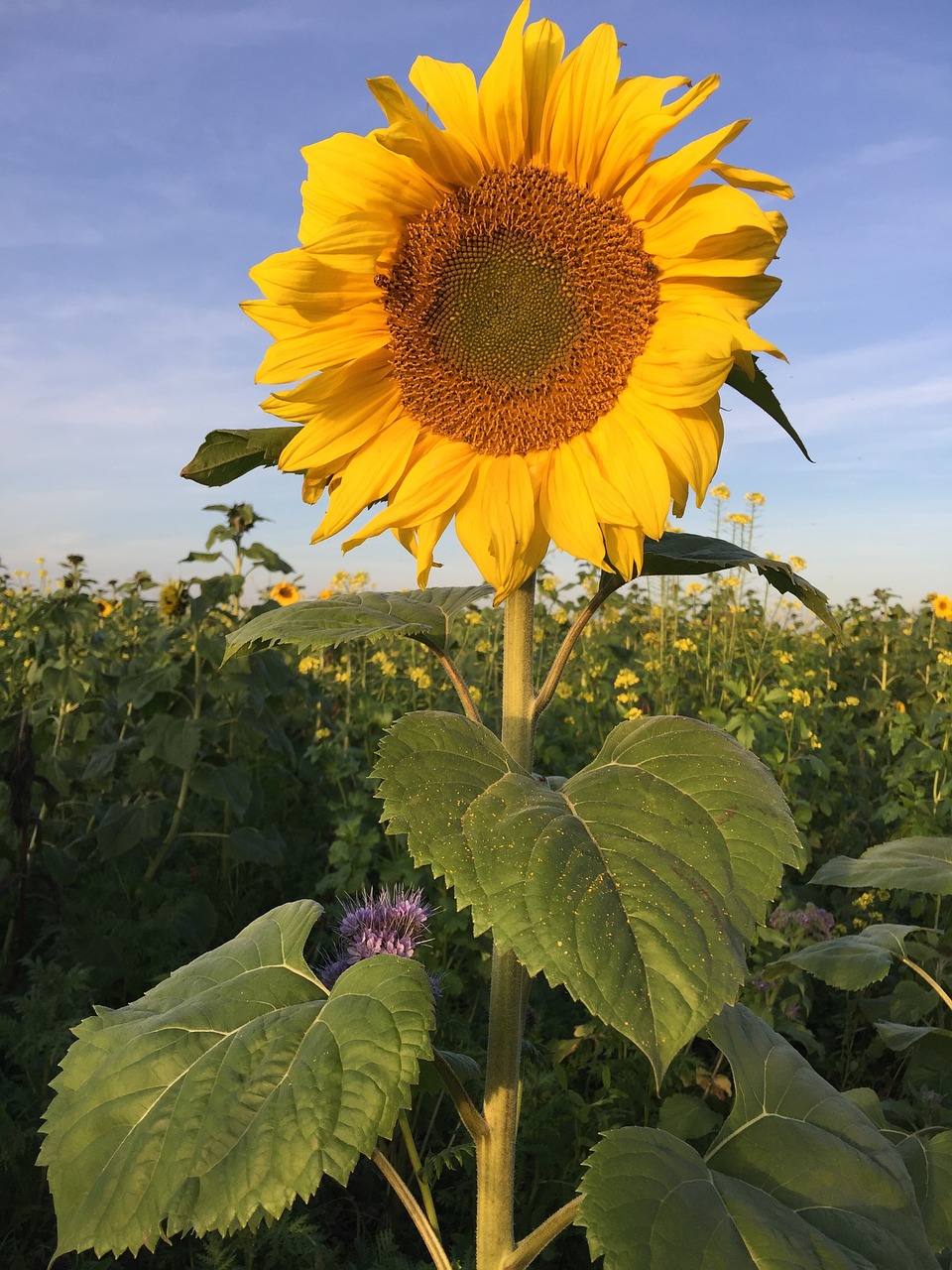 Saulėgrąžų,  Pobūdį,  Geltona,  Gėlė,  Vasara,  Žiedas,  Žydi,  Saulėgrąžų Laukas,  Floros,  Šviesus