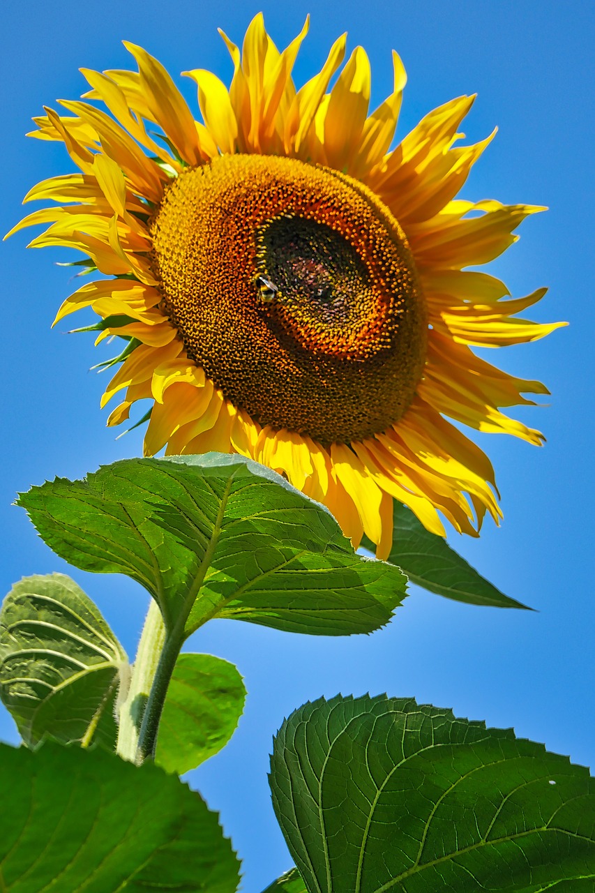 Saulėgrąžų,  Žiedas,  Žydi,  Geltona,  Pobūdį,  Žydi,  Floros,  Vasara,  Iš Arti,  Augalų