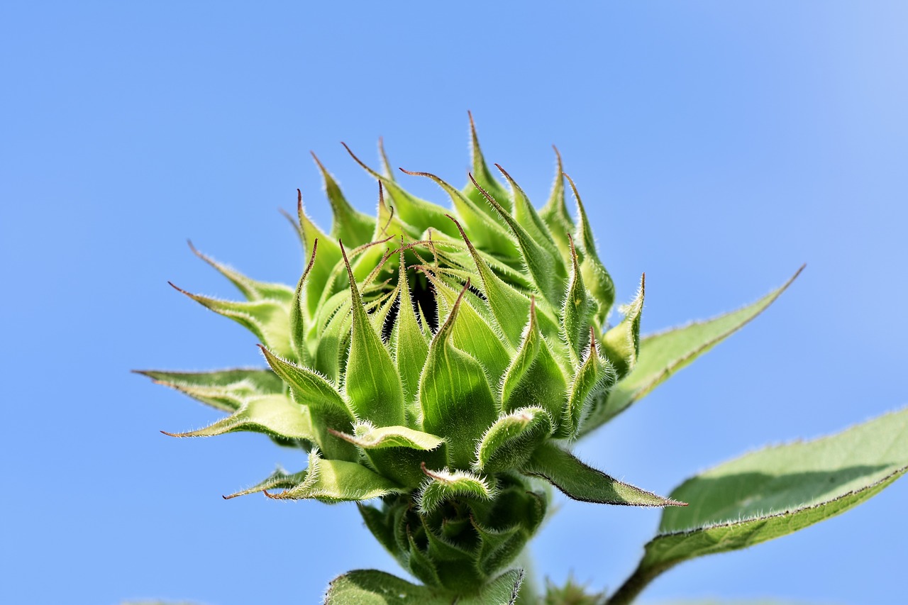 Saulėgrąžų,  Bud,  Gėlė,  Žiedlapiai,  Žydi,  Žiedas,  Žydi,  Floros,  Laukas,  Saulėgrąžų Laukas