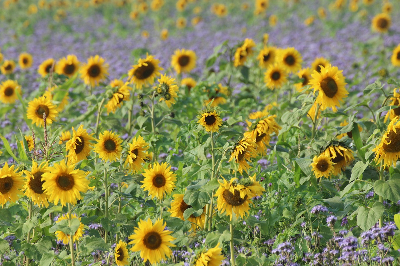 Saulėgrąžos, Helianthus Annuus, Kompozitai, Asteraceae, Gėlės, Augalas, Geltona, Gamta, Sodo Augalas, Laukas