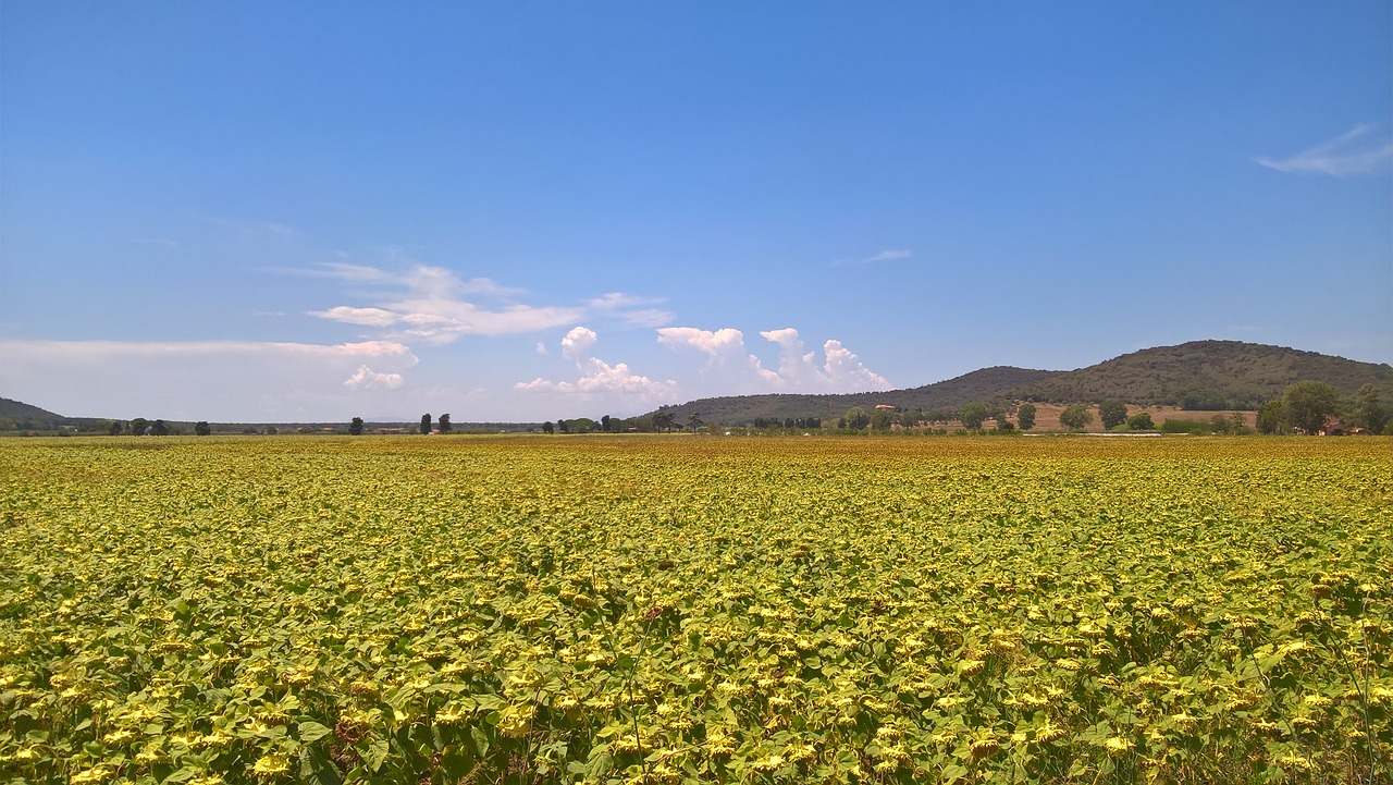 Saulėgrąžos, Kampanija, Gėlės, Vasara, Dangus, Kraštovaizdis, Kalnai, Saulėgrąžos, Toskana, Geltona