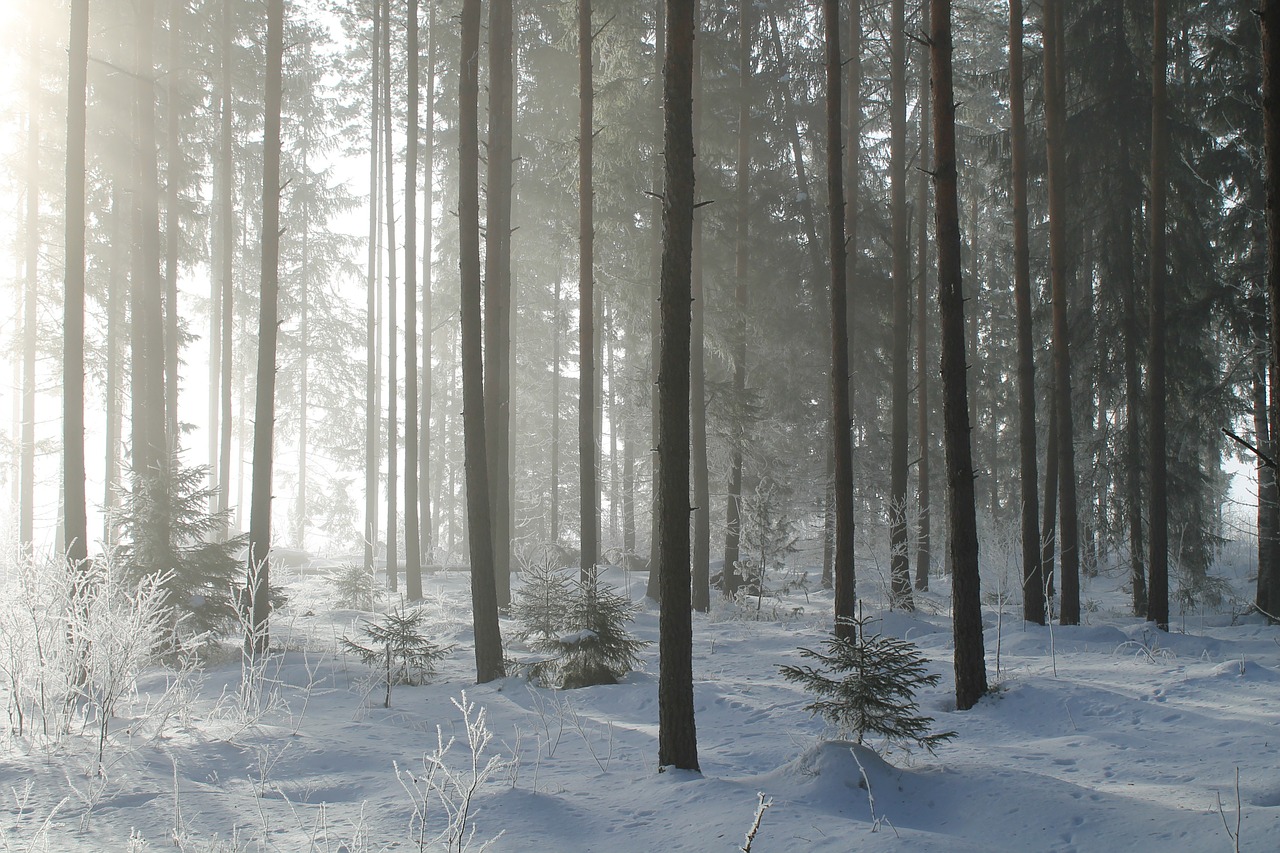 Saulės Šviesa, Medis, Ekologiškas, Žemdirbystė, Lauke, Aplinka, Bagažinė, Lapai, Filialai, Gamta