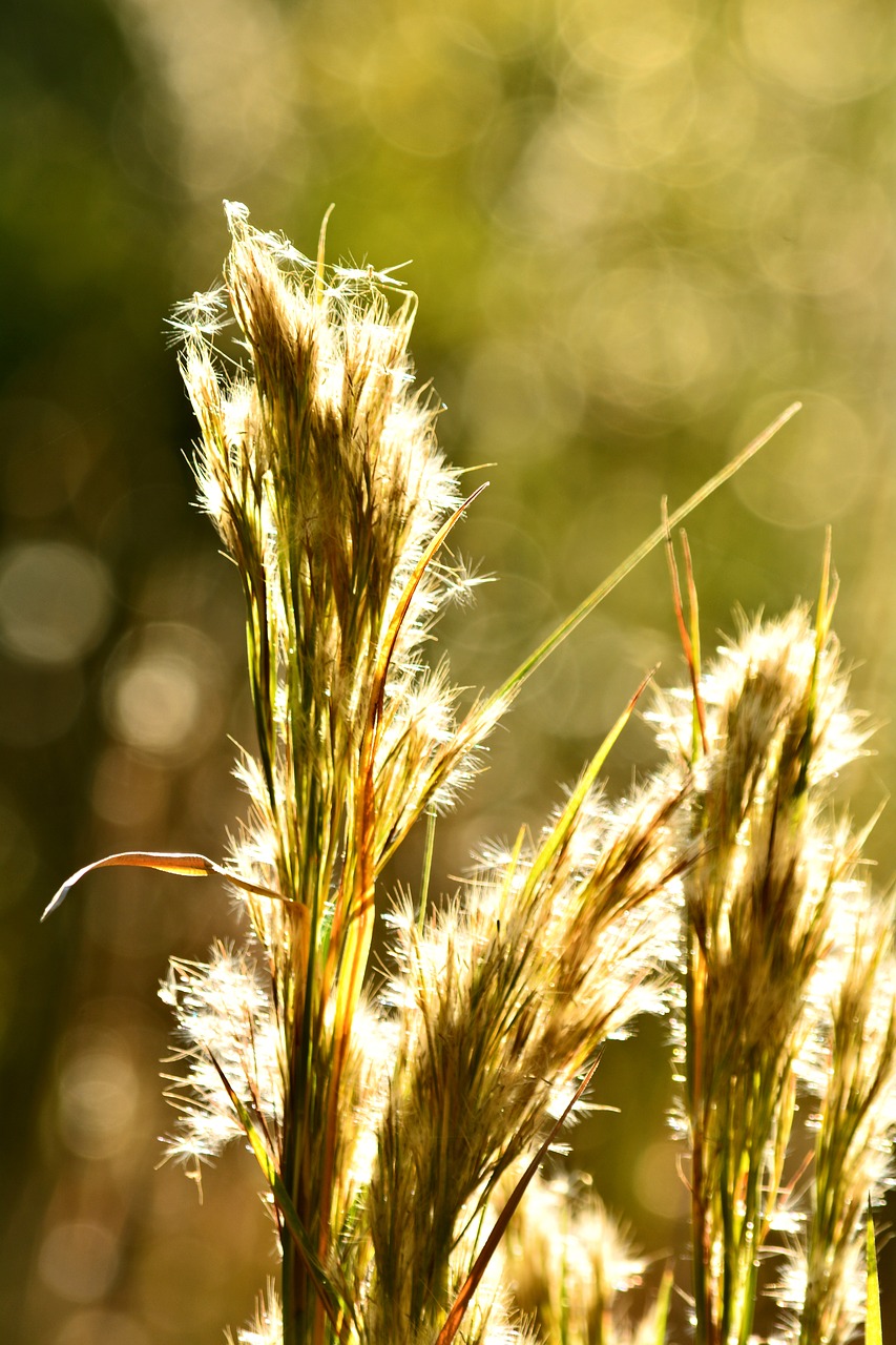 Saulėlydis, Bokeh, Saulėtekis, Nemokamos Nuotraukos,  Nemokama Licenzija