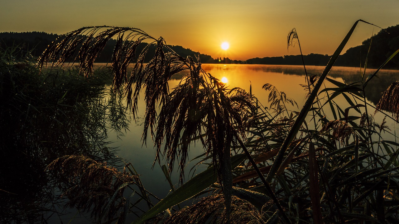 Saulėtekis, Žolė, Paskirties Pirštų Ežeras, Saulė, Kraštovaizdis, Žolės, Gamta, Morgenstimmung, Rūkas, Nuotaika