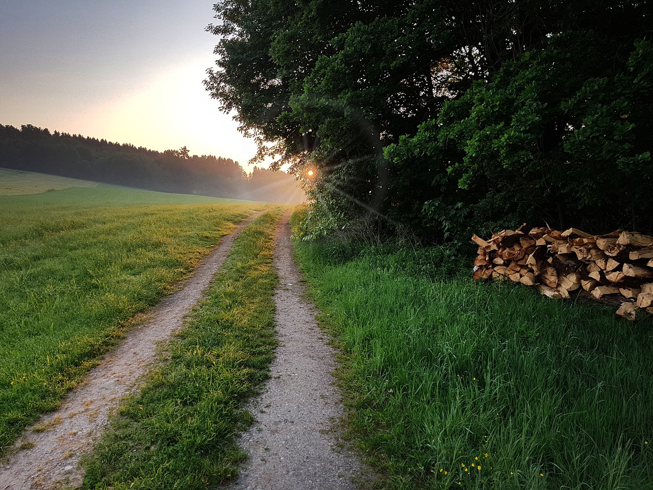 Sunrise,  Rytų Ilgumos,  Rūkas,  Lane,  Meadow,  Kraštas Medieną,  Miškas,  Mediena,  Atmosferos,  Gamta