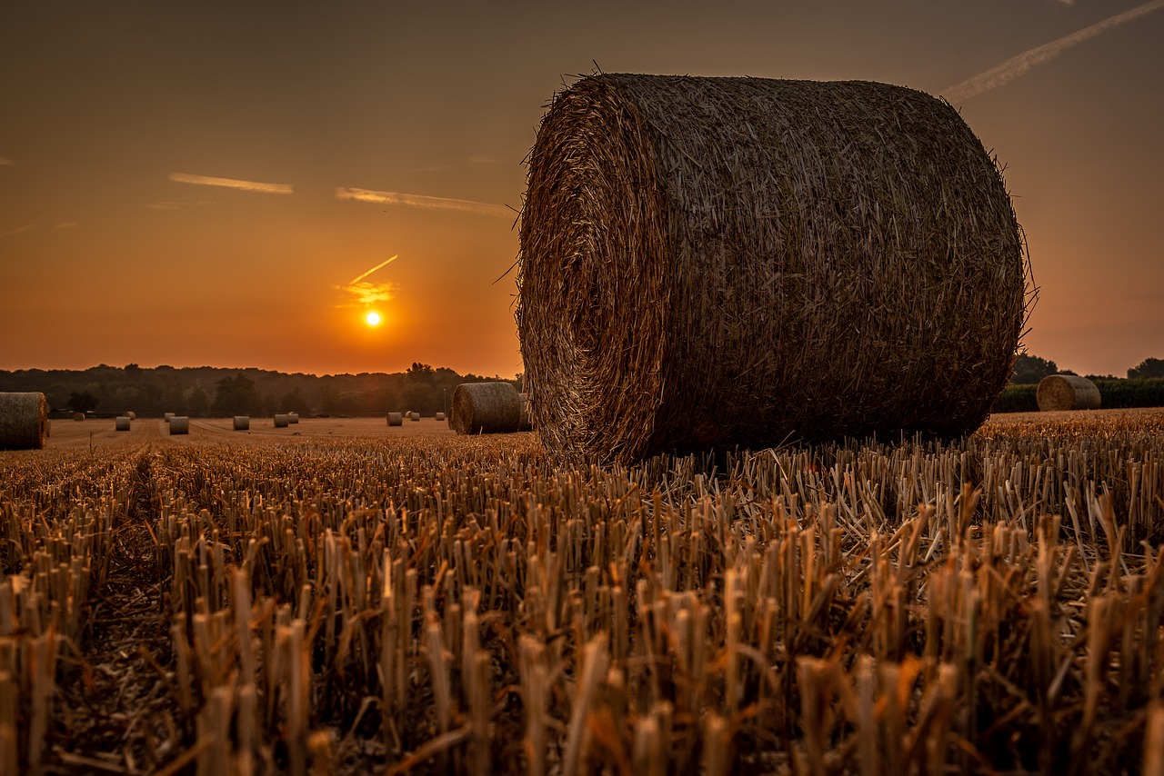 Sunrise,  Niva,  Kraštovaizdis,  Apšvietimas,  Ap,  Šiaudų Ryšulius,  Ražiena, Nemokamos Nuotraukos,  Nemokama Licenzija