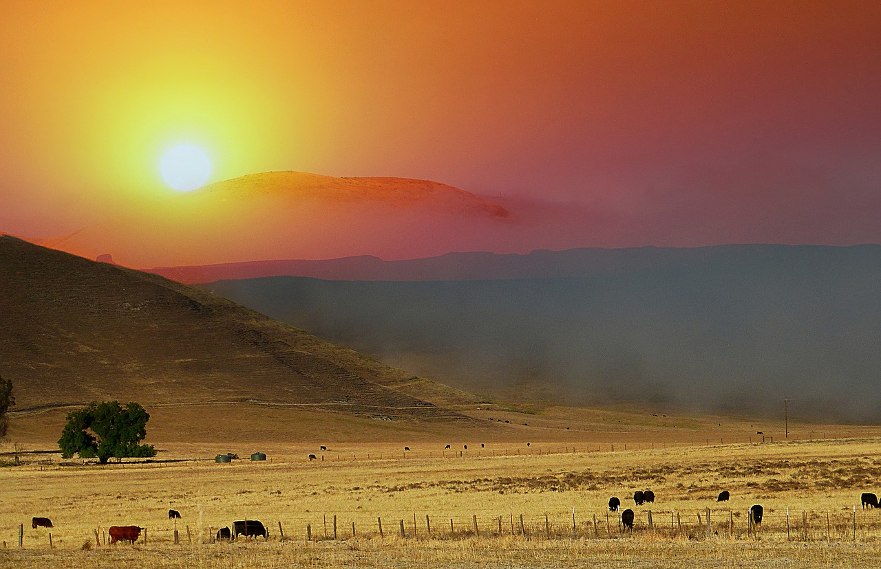 Sunrise,  Rūkas,  Kraštovaizdis,  Pobūdį,  Rūkas,  Rytą,  Kaimo,  Laukas,  Gražus,  Banda