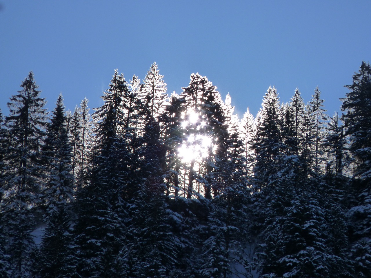 Saulėtekis, Žiema, Medžiai, Morgenstimmung, Gamta, Šaltas, Dangus, Sniegas, Romantiškas, Šviesa