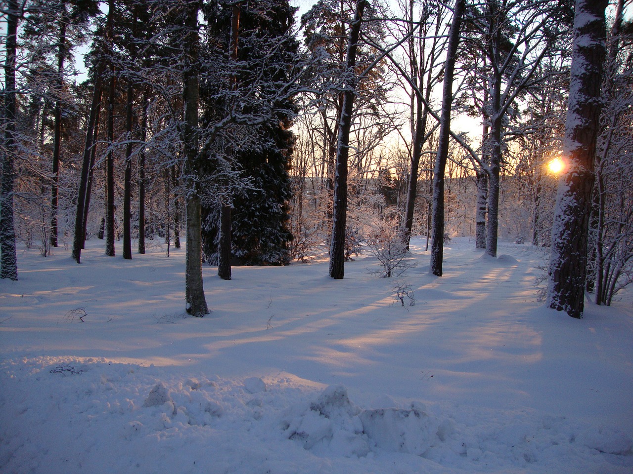 Saulėtekis, Žiema, Miesto Parkas, Jönköping, Nemokamos Nuotraukos,  Nemokama Licenzija