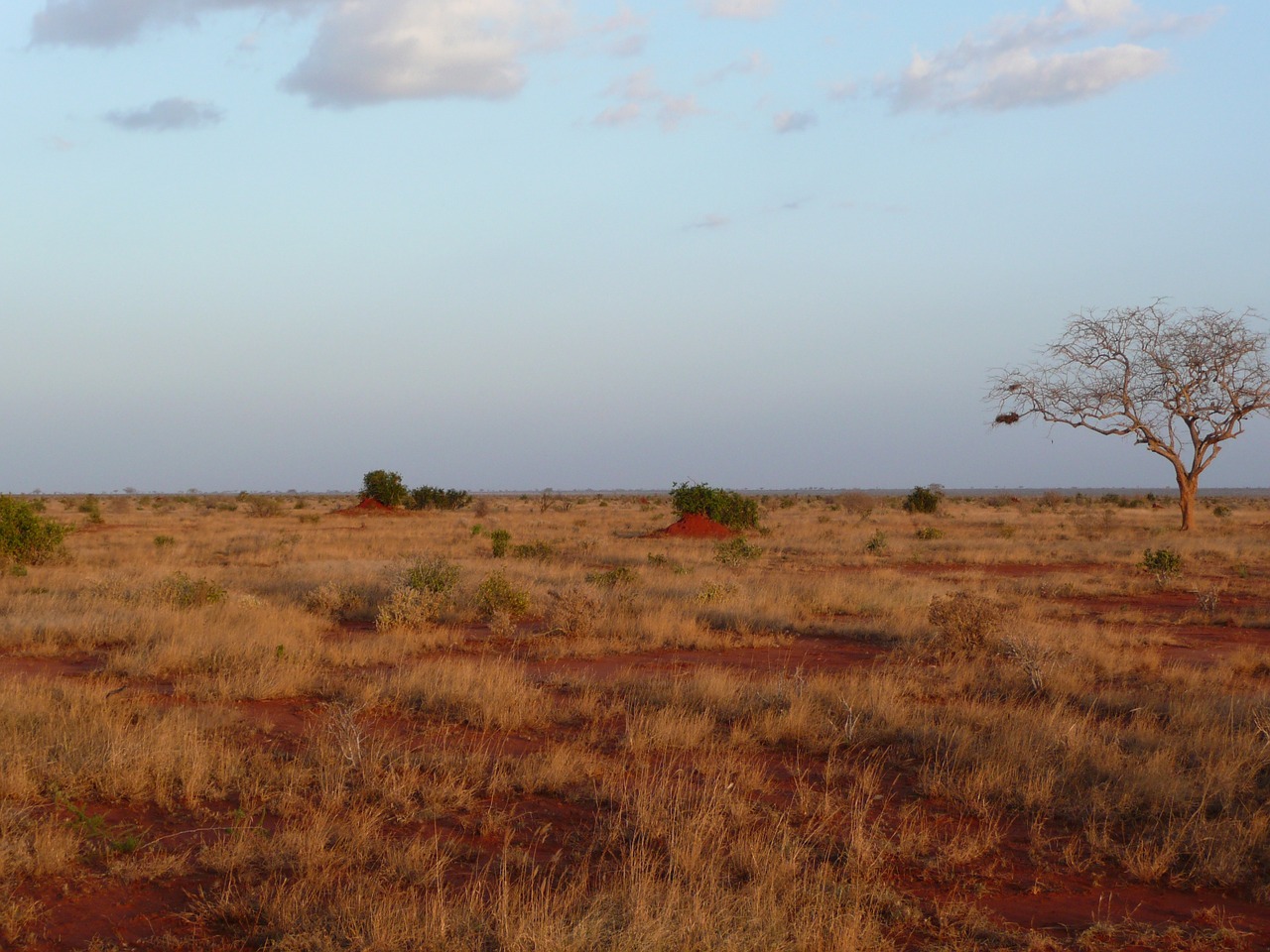 Saulėlydis, Kenya, Gamta, Afrika, Kraštovaizdis, Safari, Žemė, Kelionė, Saulė, Savanna