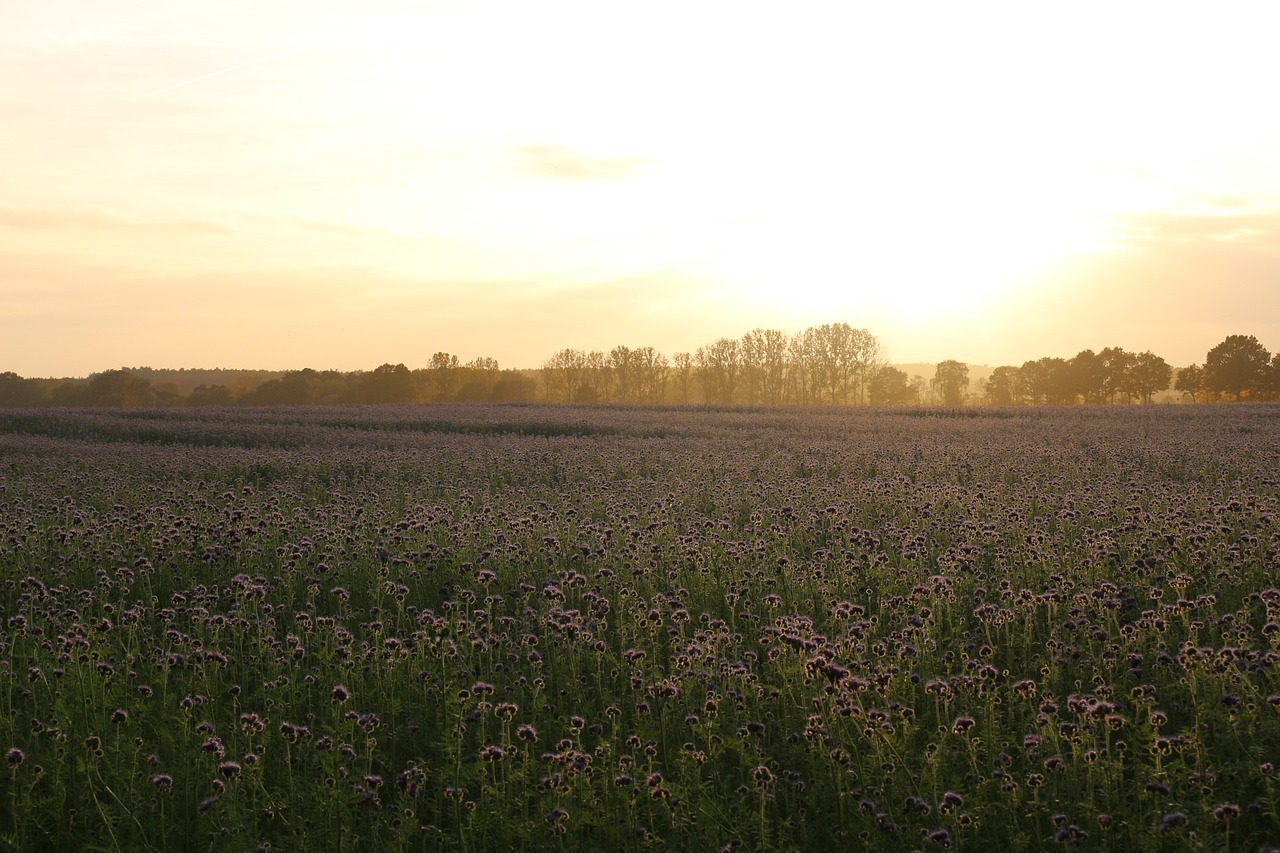 Saulėlydis, Bitės, Phacelia, Laukas, Abendstimmung, Vakarinis Dangus, Kraštovaizdis, Gamta, Apšvietimas, Saulės Spindulys