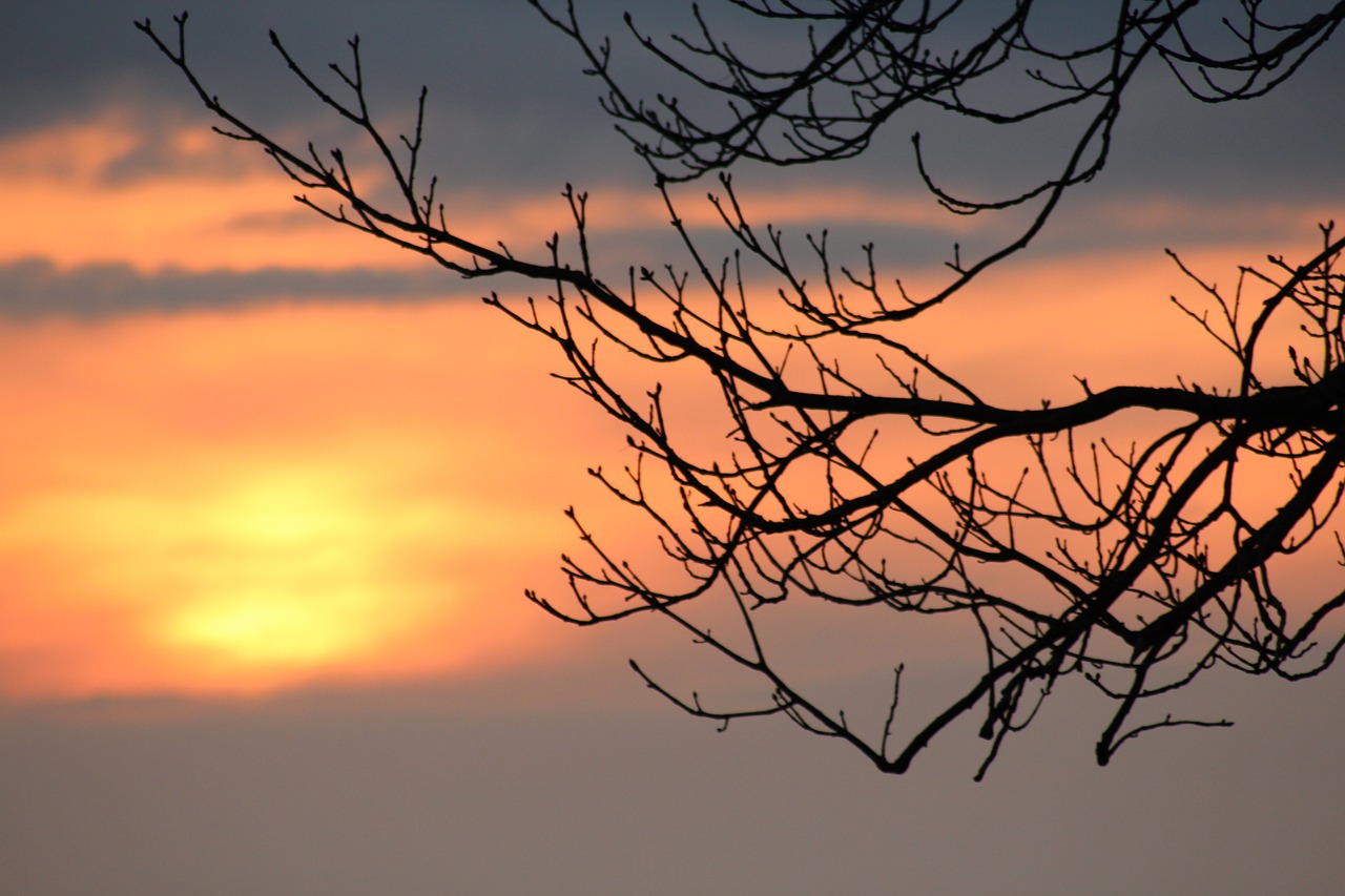 Saulėlydis, Filialas, Afterglow, Dangus, Estetinis, Medis, Abendstimmung, Saulė, Vakarinis Dangus, Besileidžianti Saulė