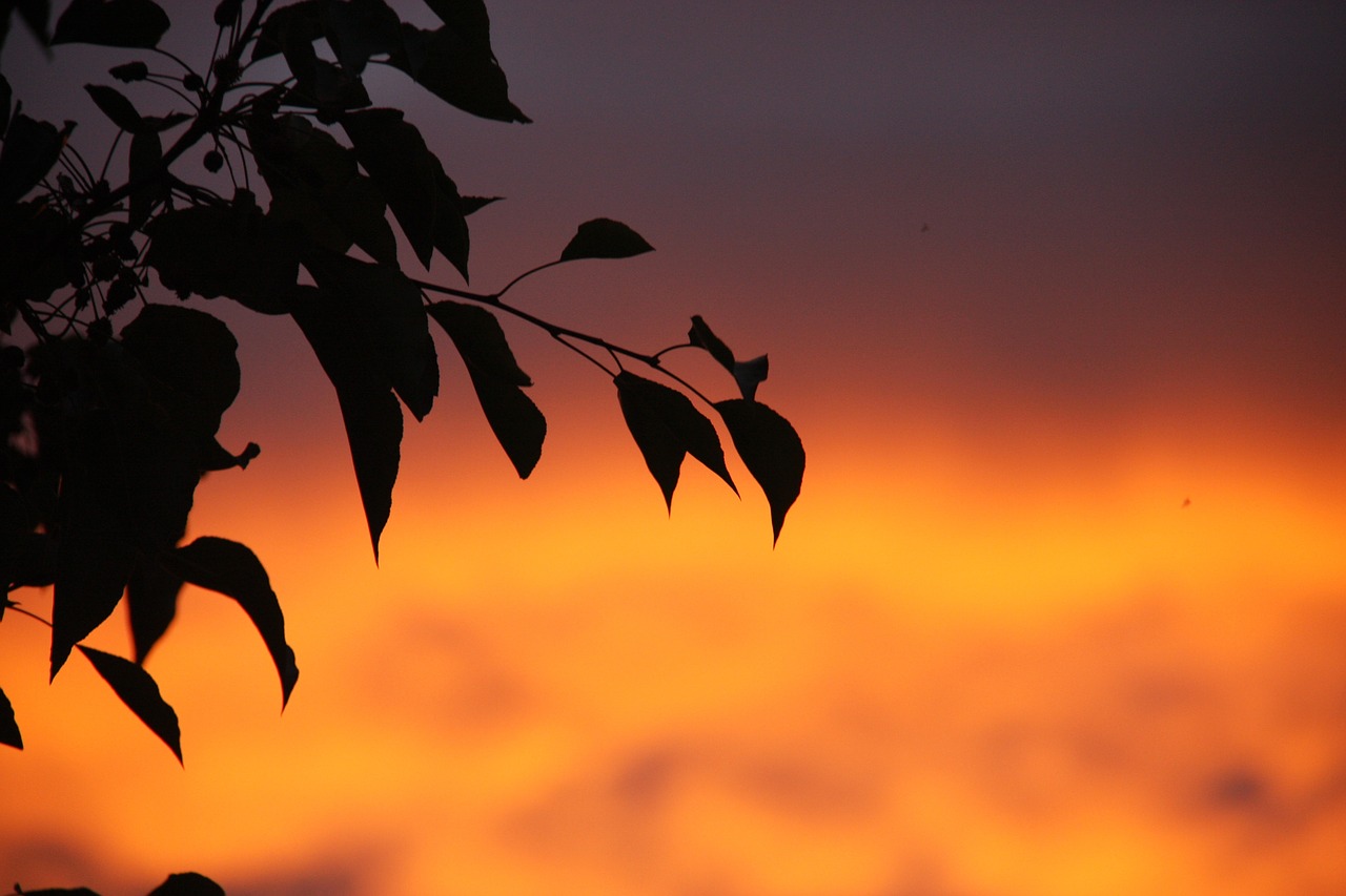 Saulėlydis, Lapai, Dusk, Makrofotografija, Nemokamos Nuotraukos,  Nemokama Licenzija