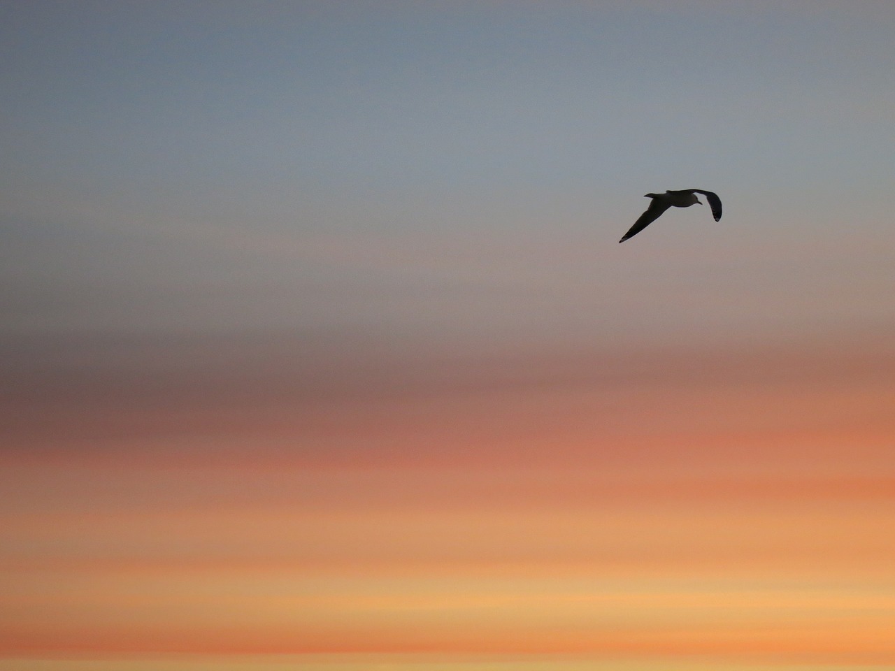 Dangus, Saulėlydis, Paukštis, Vakarinis Dangus, Seagul, Skrydis, Jūra, Nemokamos Nuotraukos,  Nemokama Licenzija