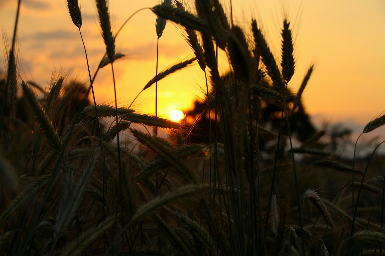 Saulėlydis, Laukas, Kraštovaizdis, Abendstimmung, Vasara, Gamta, Peizažai, Nemokamos Nuotraukos,  Nemokama Licenzija