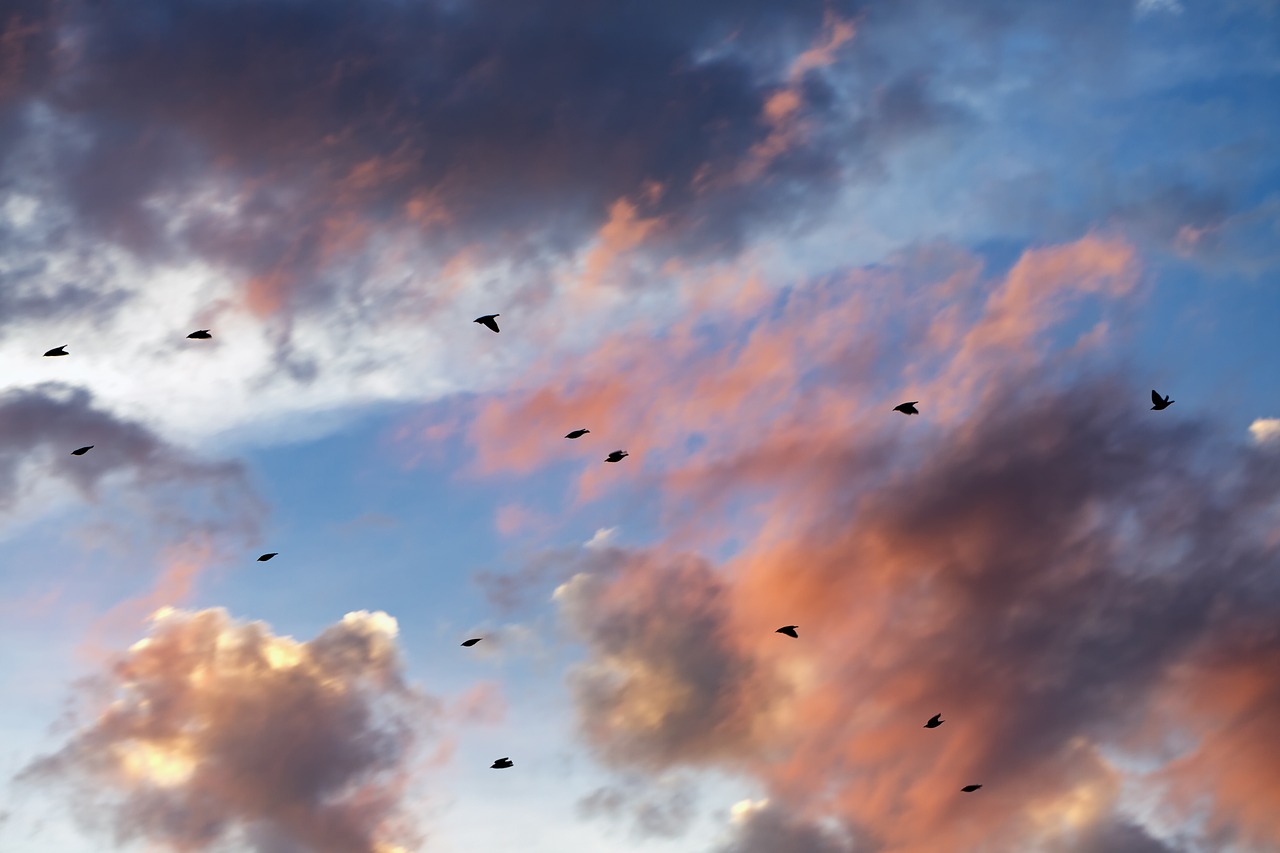 Saulėlydis, Debesys, Cloudscape, Paukščiai, Gamta, Saulės Šviesa, Mėlynas, Lauke, Šviesa, Oranžinė