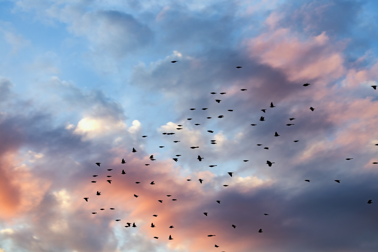 Saulėlydis, Debesys, Cloudscape, Paukščiai, Gamta, Saulės Šviesa, Mėlynas, Lauke, Šviesa, Oranžinė