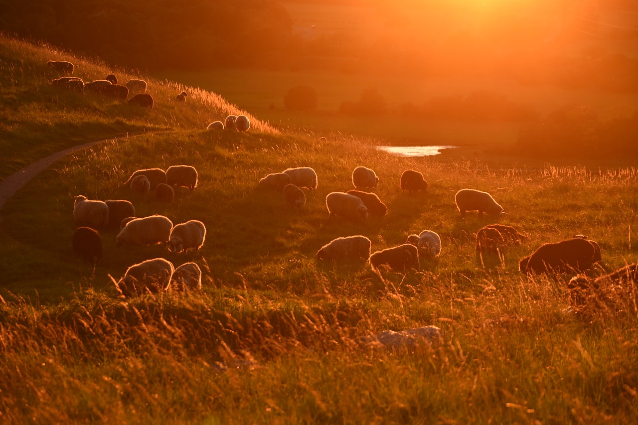 Saulėlydis, Avys, Gyvuliai, Kraštovaizdis, Vaizdingas, Kalnas, Vilnos, Flock, Gamta, Kaimas