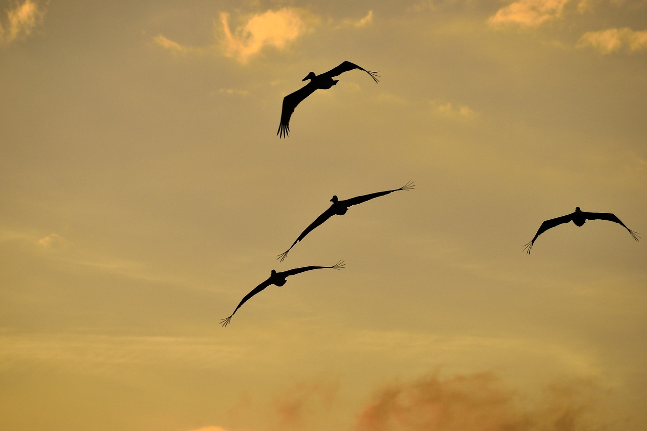 Saulėlydis, Florida, Paukščiai, Paukštis, Pelicanai Plaukioja, Dangus, Laukinė Gamta, Vandens Paukštis, Pelican, Vanduo