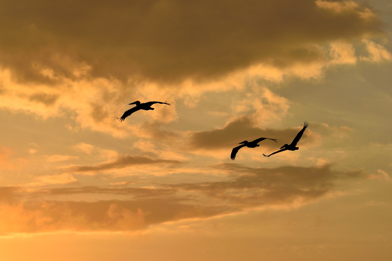 Saulėlydis, Florida, Paukščiai, Paukštis, Pelicanai Plaukioja, Dangus, Laukinė Gamta, Vandens Paukštis, Pelican, Vanduo