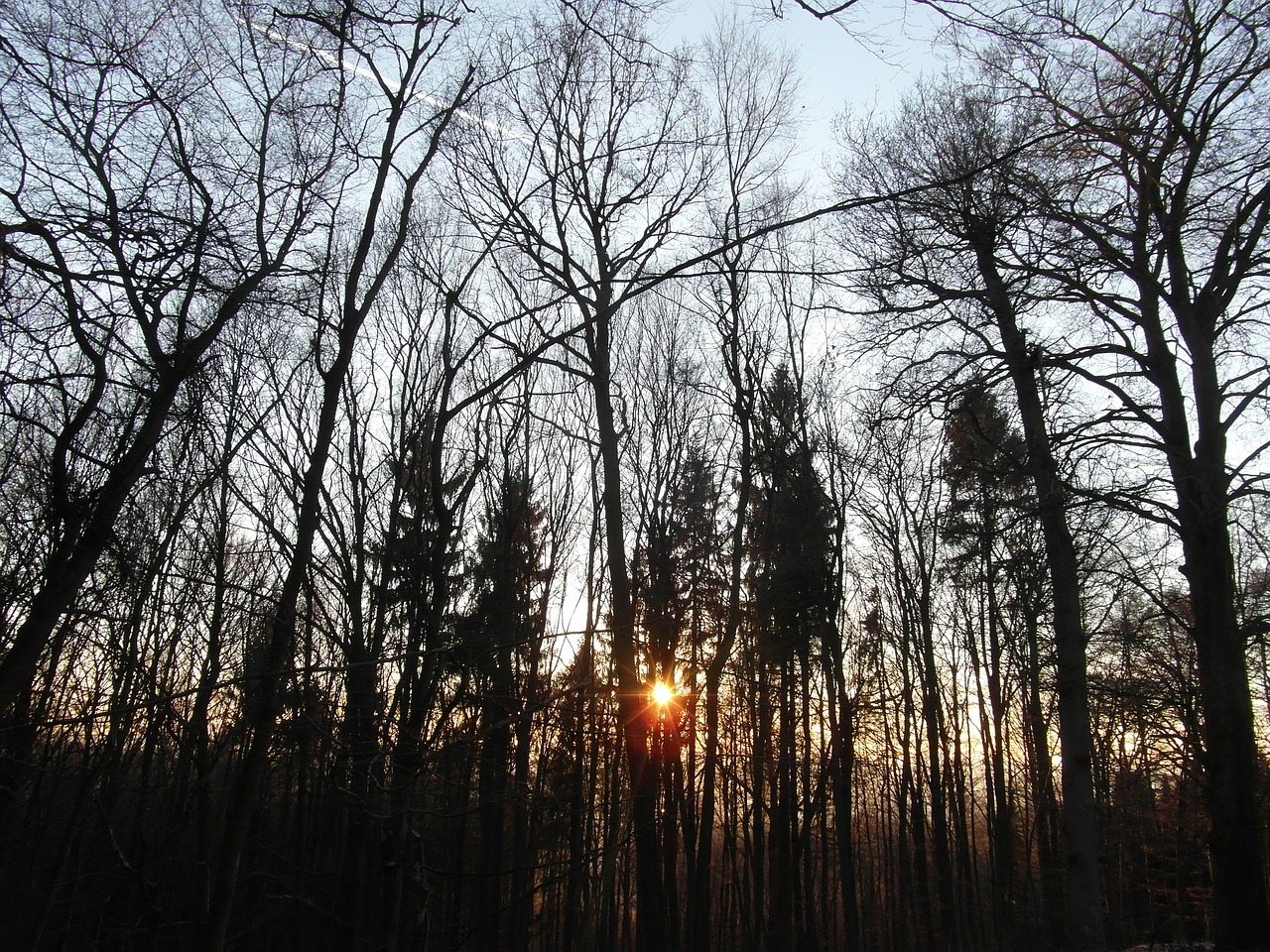 Saulėlydis, Miškas, Abendstimmung, Gamta, Saulė, Apšvietimas, Nemokamos Nuotraukos,  Nemokama Licenzija