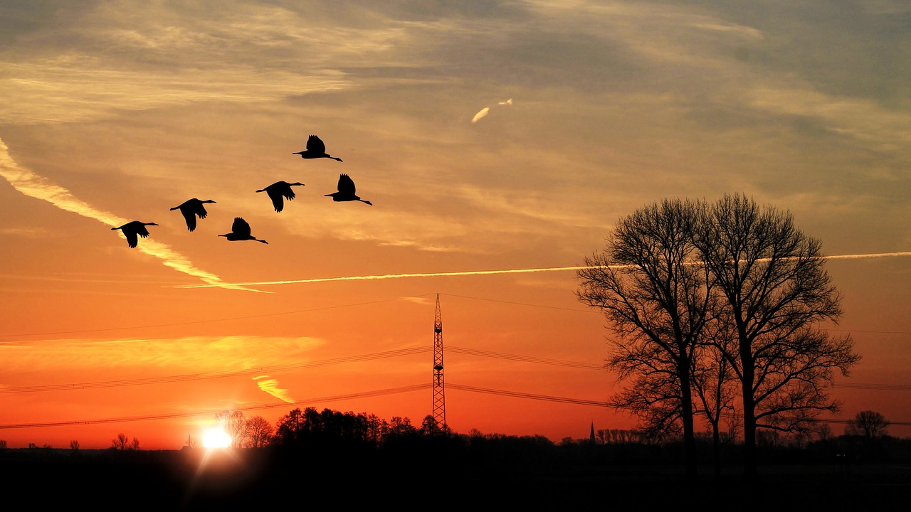 Saulėlydis, Kraštovaizdis, Ežeras, Dangus, Vakarinis Dangus, Twilight, Nuotaika, Paukščiai, Skristi, Dusk