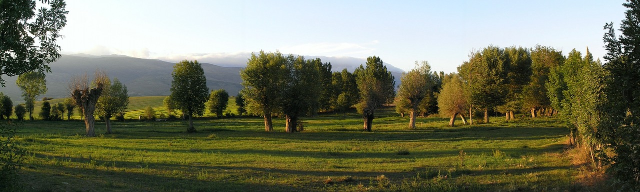 Saulėlydis, Miškas, Gamta, Kraštovaizdis, Medžiai, Vasara, Žalias, Nemokamos Nuotraukos,  Nemokama Licenzija