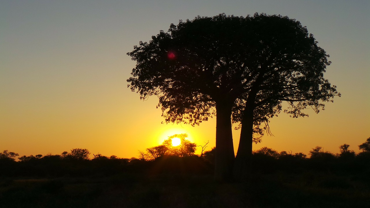 Saulėlydis, Afrika, Medis, Limpopo, Nemokamos Nuotraukos,  Nemokama Licenzija