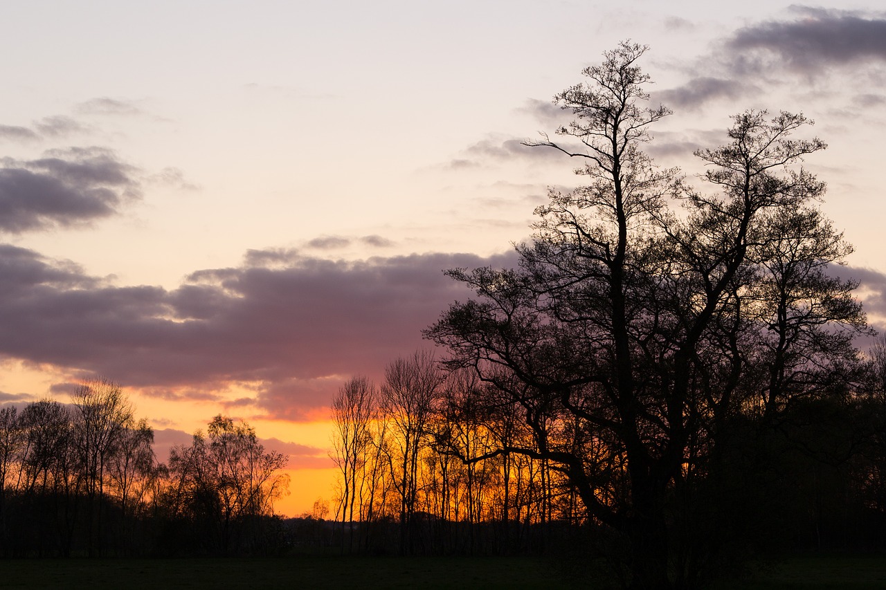 Saulėlydis, Medžiai, Šešėlis, Siluetas, Gamta, Vakaro Saulė, Vakarinis Dangus, Nuotaika, Abendstimmung, Twilight