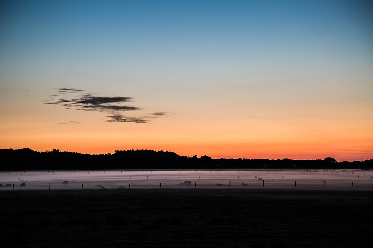 Saulėlydis, Pieva, Miškas, Avys, Kraštovaizdis, Romantiškas, Saulė, Gamta, Žolė, Abendstimmung