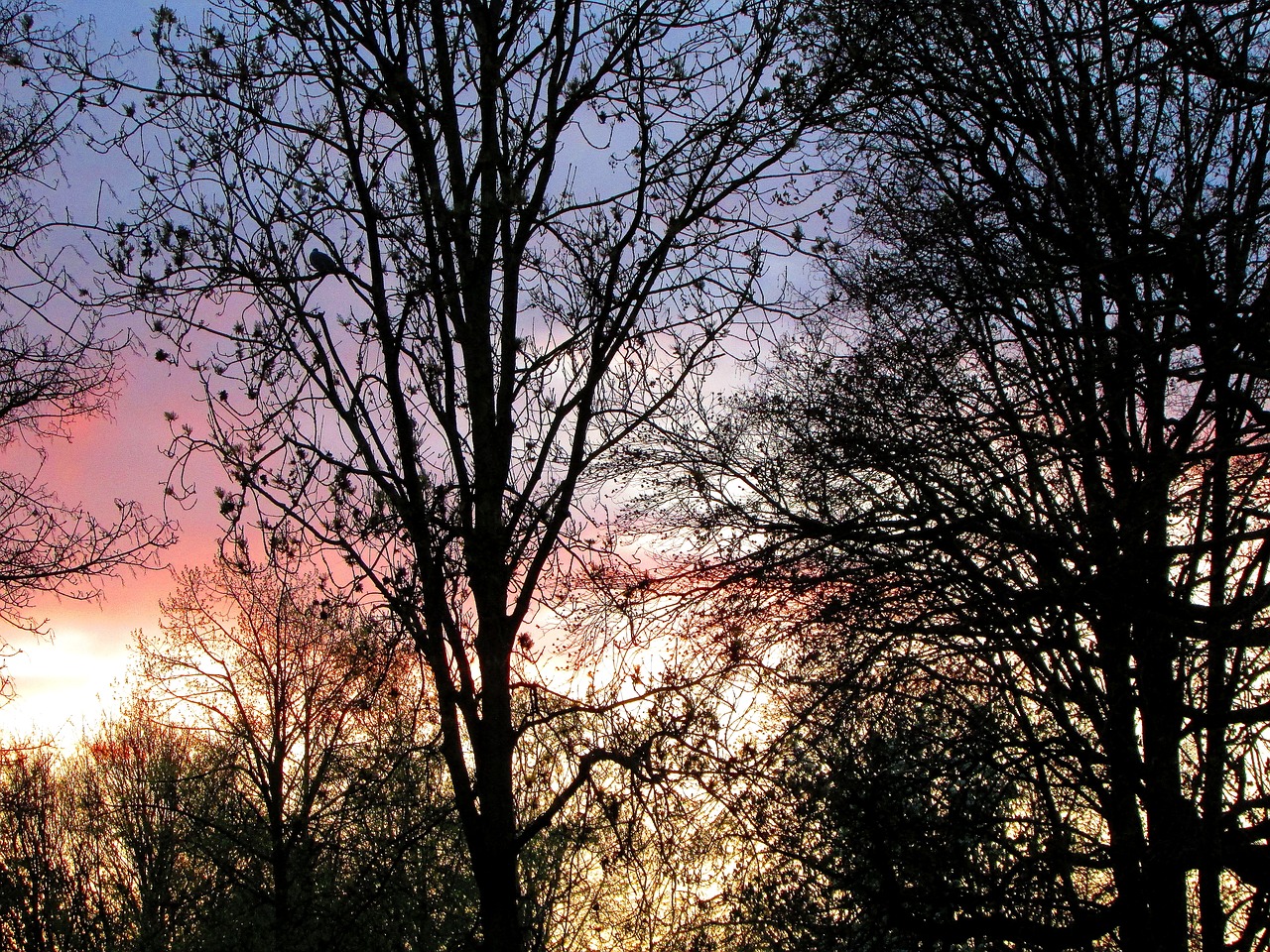 Saulėlydis, Medžiai, Siluetas, Vakaro Saulė, Saulė, Vakaras, Twilight, Dusk, Nuotaika, Gamta