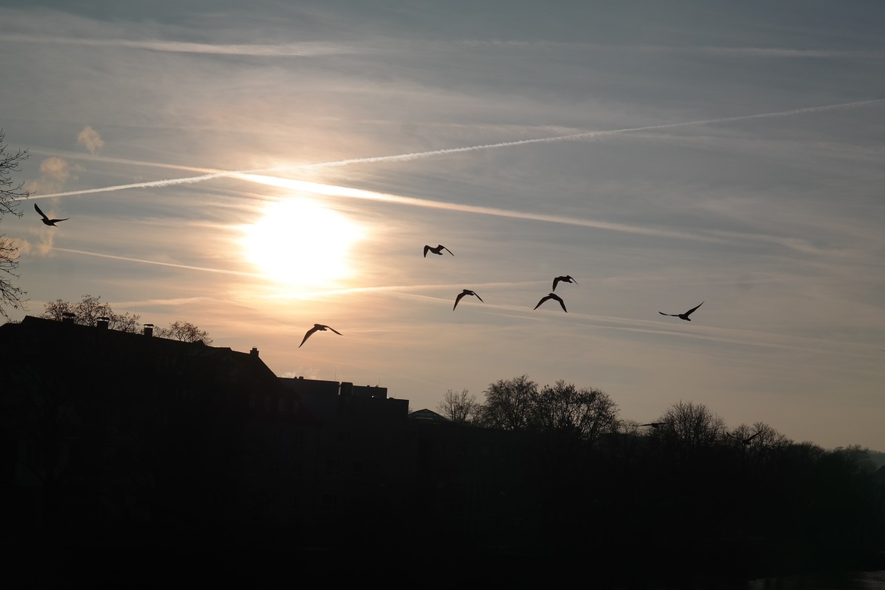 Saulėlydis, Paukščiai, Skristi, Contrail, Saulė, Dangus, Debesys, Auksinis, Spindesys, Abendstimmung