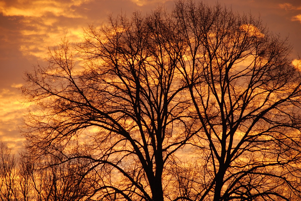 Saulėlydis, Medis, Žiema, Twilight, Siluetas, Vakaras, Saulė, Kraštovaizdis, Kahl, Abendstimmung