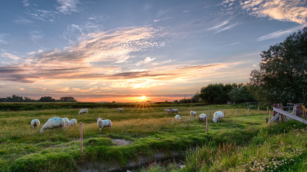 Saulėlydis, Pellworm, Saulė, Avys, Debesys, Dangus, Šiaurės Jūra, Abendstimmung, Nemokamos Nuotraukos,  Nemokama Licenzija