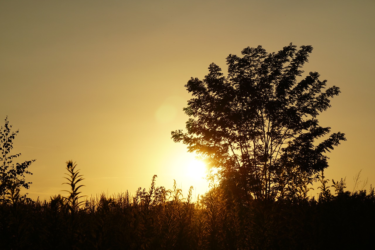 Saulėlydis, Medis, Siluetas, Vakarinis Dangus, Abendstimmung, Vakaro Saulė, Nuotaika, Kraštovaizdis, Saulė, Atgal Šviesa