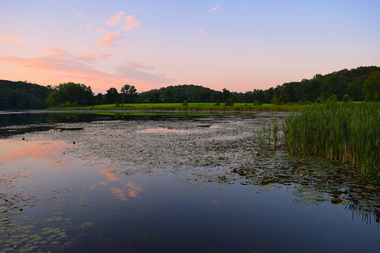 Saulėlydis, Tvenkinys, Žolė, Nendrės, Pelkė, Estuarija, Gamta, Vanduo, Kraštovaizdis, Vasara