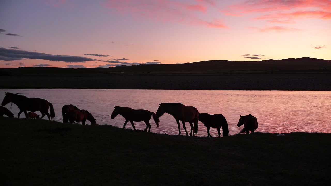 Saulėlydis, Arkliai, Mongolija, Nemokamos Nuotraukos,  Nemokama Licenzija
