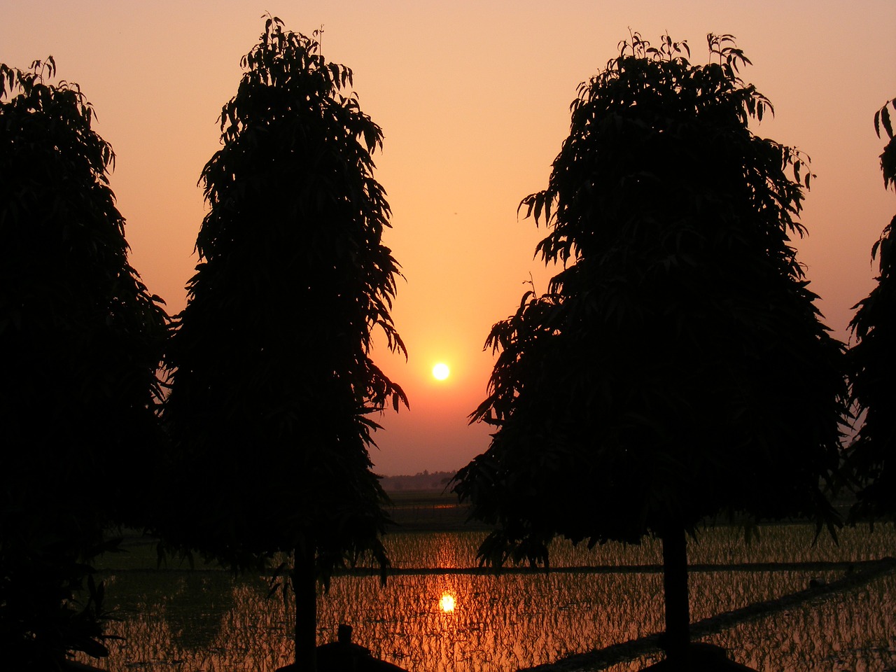 Saulėlydis, Aukso Saulėlydžio, Peizažai, Dusk, Medis, Ekologiškas, Žemdirbystė, Lauke, Aplinka, Bagažinė