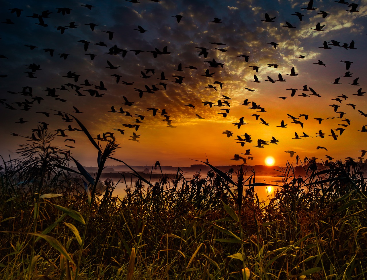 Saulėlydis, Paukščių Pulkai, Migruojantys Paukščiai, Swarm, Paukščiai, Dangus, Žąsys, Laukiniai Žąsys, Skristi, Formavimas