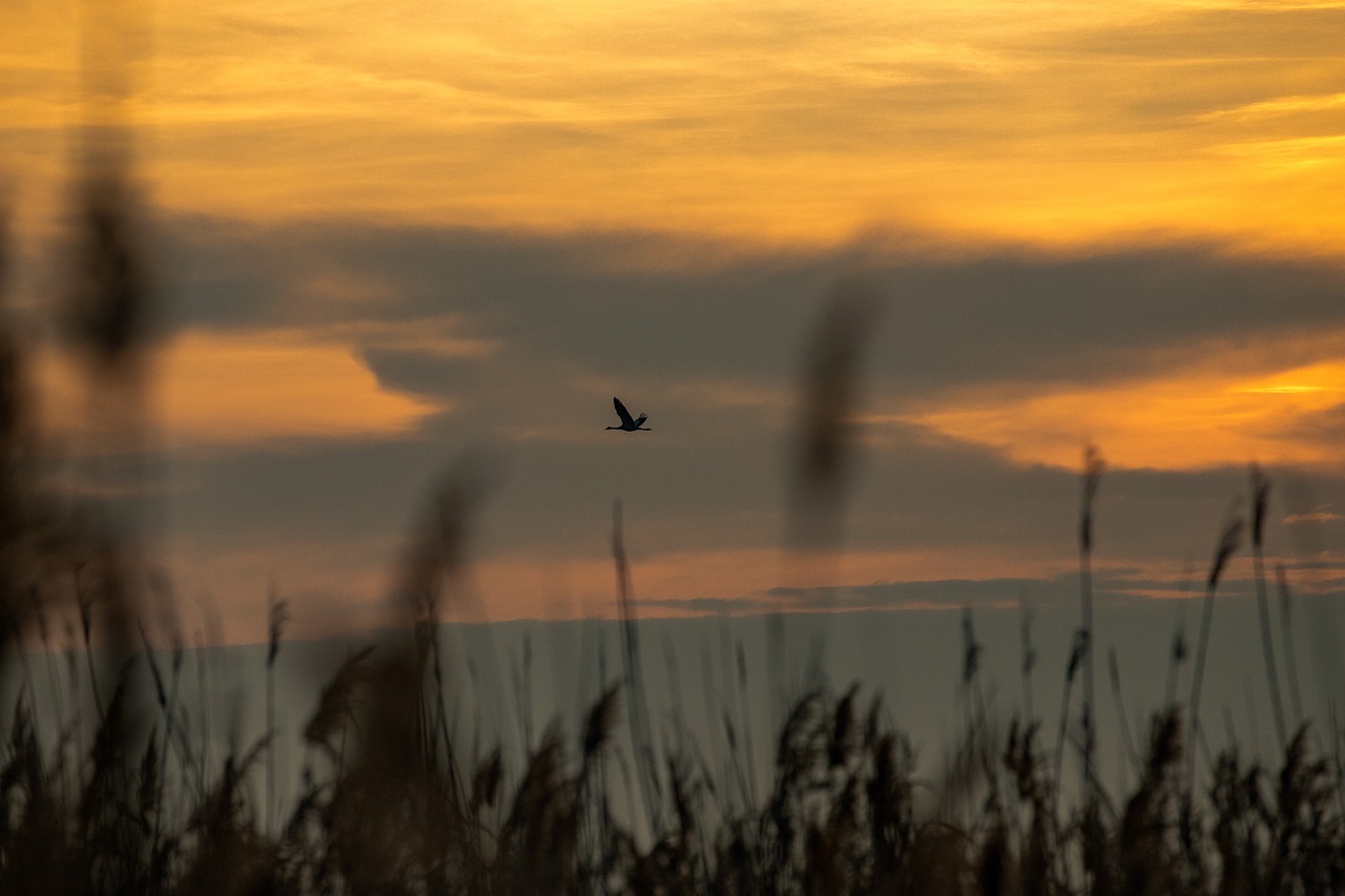 Saulėlydis, Nendrė, Dusk, Pelkė, Nuotaika, Gamta, Rudens Spalvos, Kritimas, Nemokamos Nuotraukos,  Nemokama Licenzija