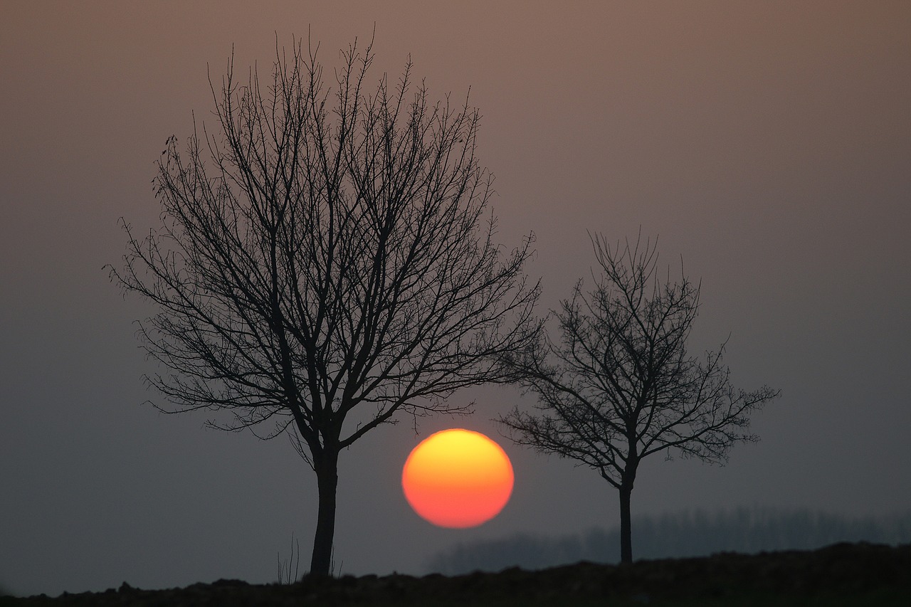 Saulėlydžio,  Milžinas,  Dawn,  Pobūdį,  Saulė,  Medis,  Tarp,  Saulės Aušros,  Vakare,  Kraštovaizdis