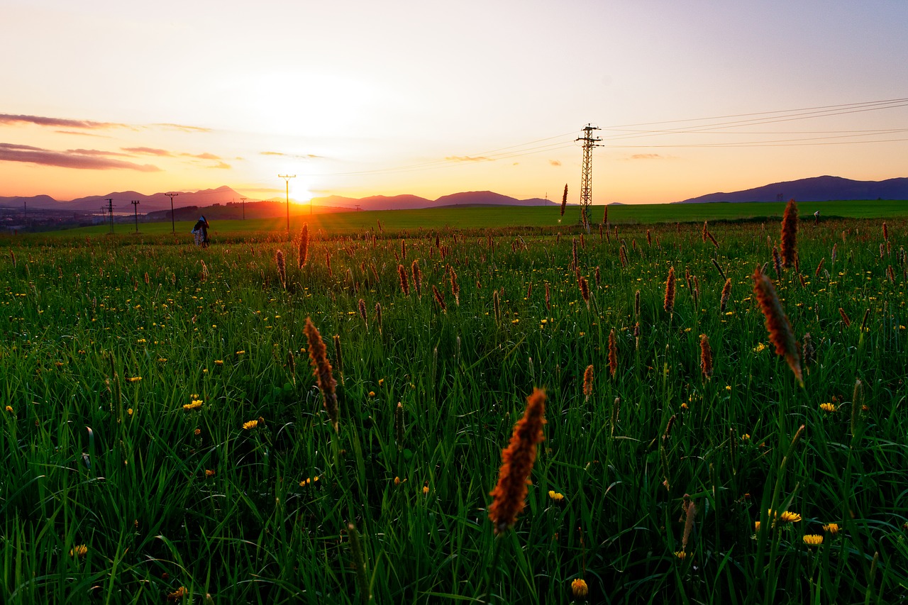 Saulėlydžio,  Saulė,  Pobūdį,  Liptov,  Šalis,  Meadow,  Gėlės,  Kvapieji Pipirai Žolė,  Oranžinė,  Vakarų Ilgumos