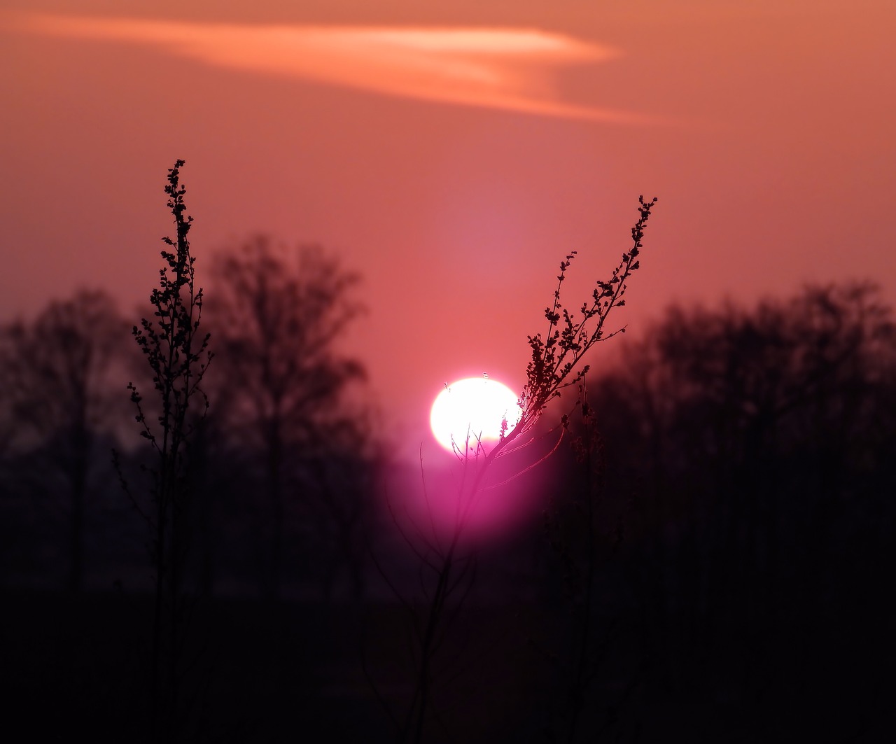 Saulėlydžio,  Twilight,  Ašmenys,  Žolė,  Oranžinė,  Peržiūrėti,  Medis, Nemokamos Nuotraukos,  Nemokama Licenzija